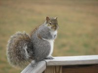 squirrel 003.jpg