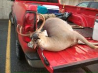 my buck in my truck.jpg