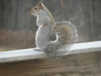 squirrel 006.jpg