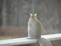 squirrel 007.jpg