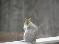 squirrel 008.jpg