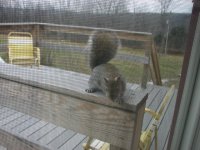 squirrel 009.jpg