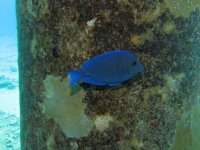 Blue Tang.jpg