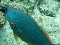 Rainbow Parrotfish.jpg