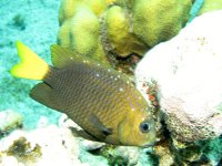 yellowtail damselfish.jpg