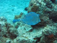 Trunkfish.jpg