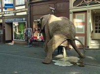 Pissing_elephant.jpg
