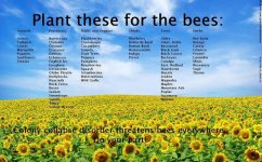 bee plants.jpg