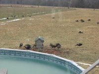 turkeys 002.jpg