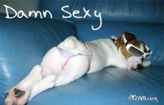 sexydog[1].jpg