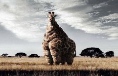 fatGiraffe.jpg