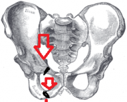 pelvic bone.png