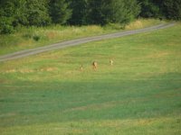 deer and porc. 002.jpg