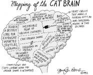 cat brain.jpg