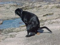 black_dog_beach_poo.jpg