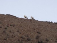 Grazing Dall Sheep.jpg