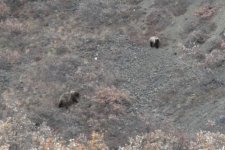 Grazing Grizzlies.jpg