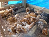 chickens#2 036.jpg