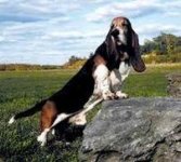 basset1.jpg