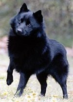 schipperke.jpg