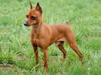 miniature-pinscher-thumb-334xauto-220.jpg