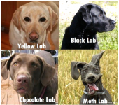 labs.png