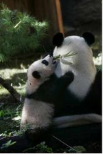 Pandas.jpg