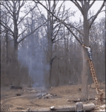 TreeLimbGetHim.gif