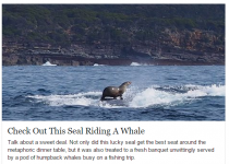 SealRidingAWhale.PNG