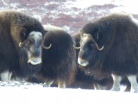 muskox.jpg