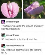 clitoria.jpg