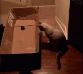 cat-prank3.gif